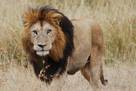 Old lion